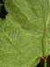 Lady Finger planting 28